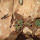Hymenoptera of the world -- bees, ants and all their friends