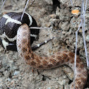 Ca. King Snake eating Ca. Night Snake