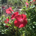 Petunia