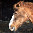 Icelandic Horse