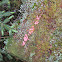 Slime Mold