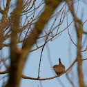 Eurasian Wren