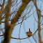Eurasian Wren