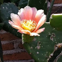 Nopal