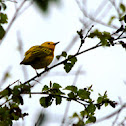 Yellow Warbler