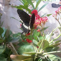 Common Mormon