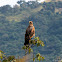 Savanna Hawk