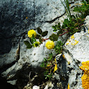 Hop Trefoil / Trifolio campestre