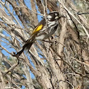 New Holland Honeyeater-male