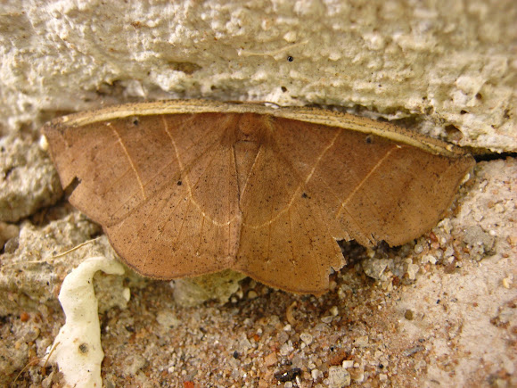 Spotting Image 1
