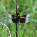 Widow Skimmer