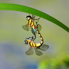Common Hawker