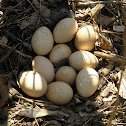 Wild Turkey (Nest)
