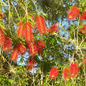 Bottlebush Tree