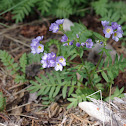 Showy Jacob's Ladder