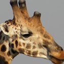 giraffa