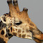 giraffa