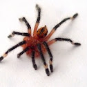 Tarantula