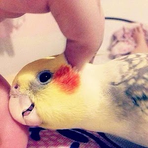 Parrots wallpaper.apk 1.0