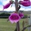 Common foxglove