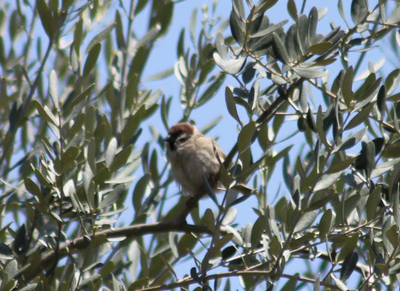 Spotting Image 1