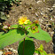 Hybrid Tutsan - St. John's Wart