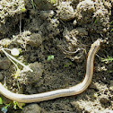 Slow worm