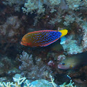 Yellowtail coris