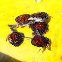 green sea turtle