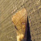 white spotted prominent