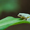 Pretty Bush Frog