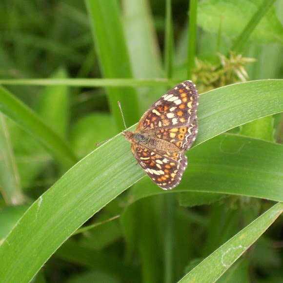 Spotting Image 1