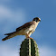 American Kestrel