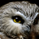 Northern Saw-whet Owl