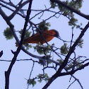 Baltimore Oriole