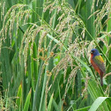 Painted Bunting