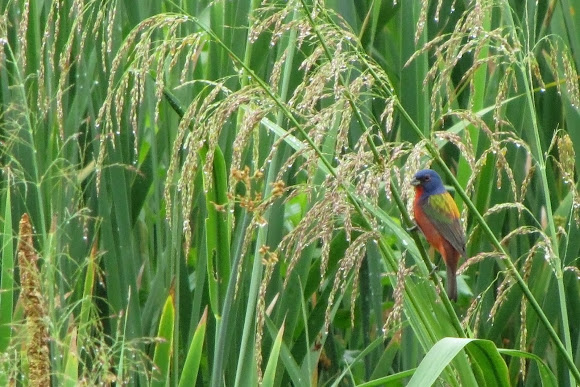 Spotting Image 1
