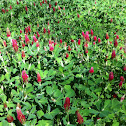 Crimson Clover
