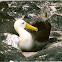 Galapagos (waved) albatross