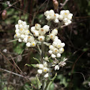 Pearly everlasting