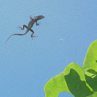 Cuban Brown Anole
