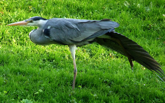Spotting Image 1