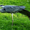 Gray Heron