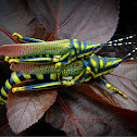 Ak Grasshopper