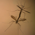 Crane flies (Mating)