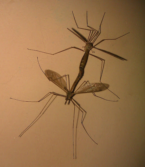 Mosquito hawk (Mating) Project Noah