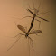 Mosquito hawk (Mating)
