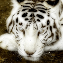 Bengal Tiger Live Wallpaper mobile app icon