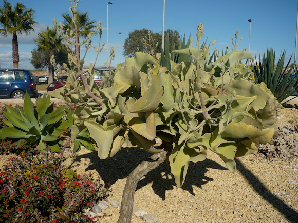 Spotting Image 1