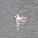 Pacific Black Duck